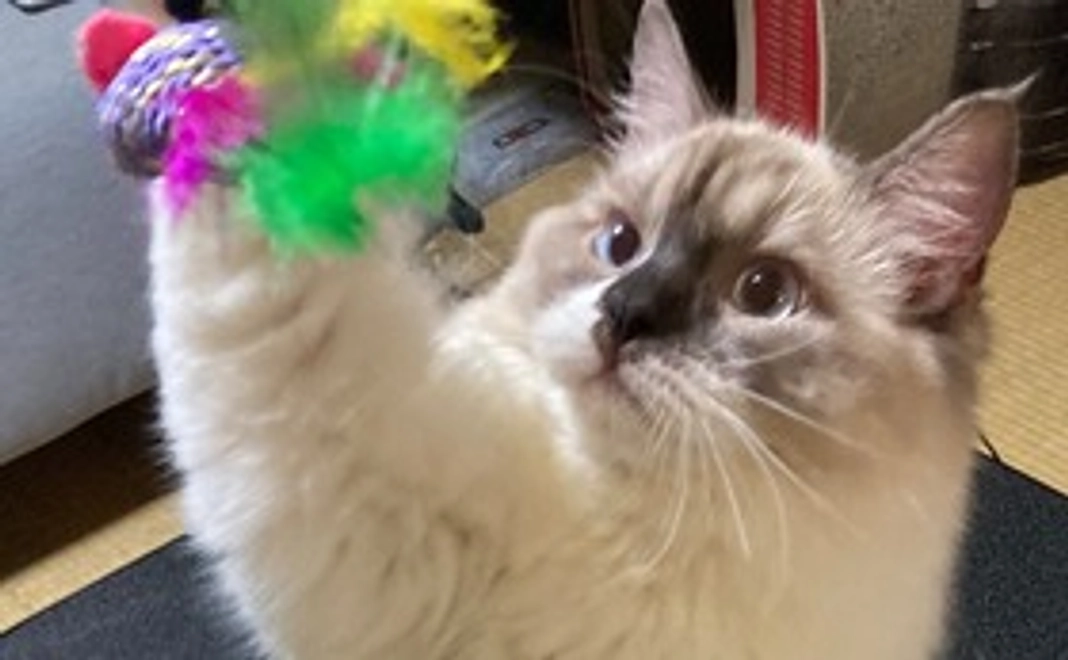 感謝のメール + 缶バッジ