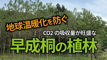 地球環境と地方産業を守る。桐1000本を植えて持続可能な社会作り のトップ画像