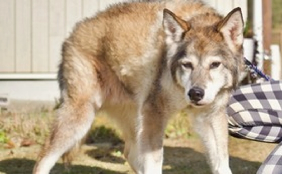 純粋応援|1万円コース