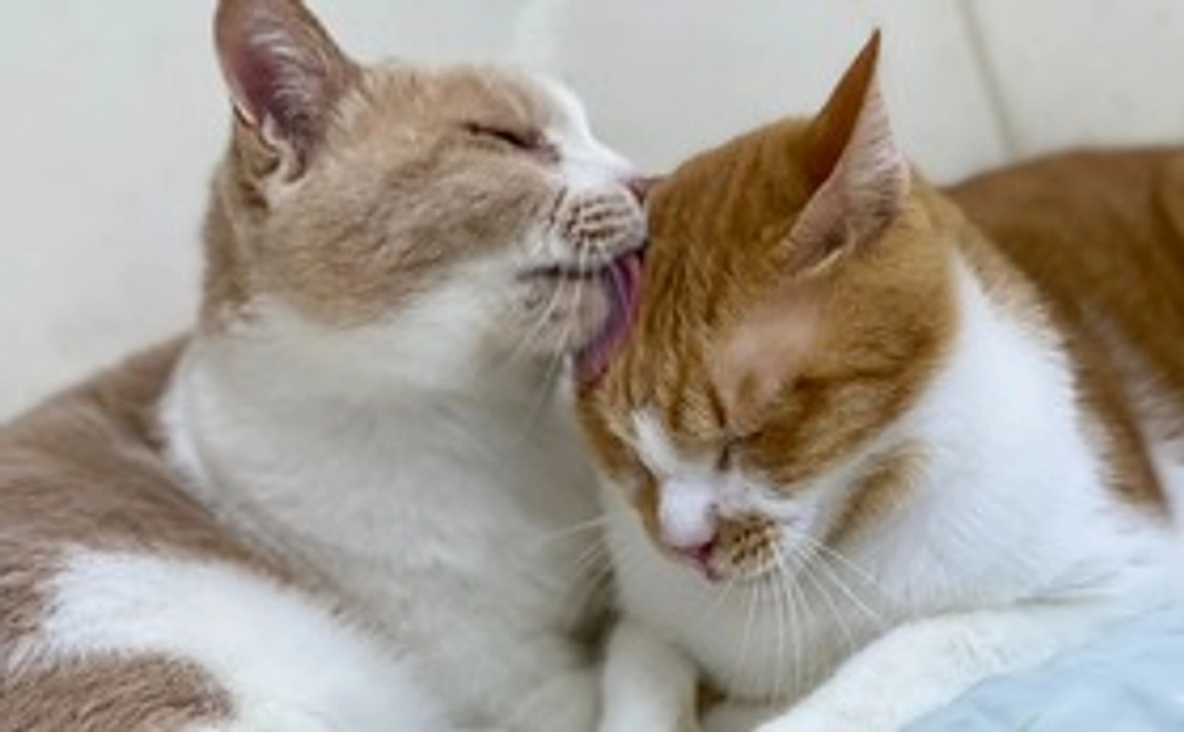 【リターン不要】応援コース|1万円