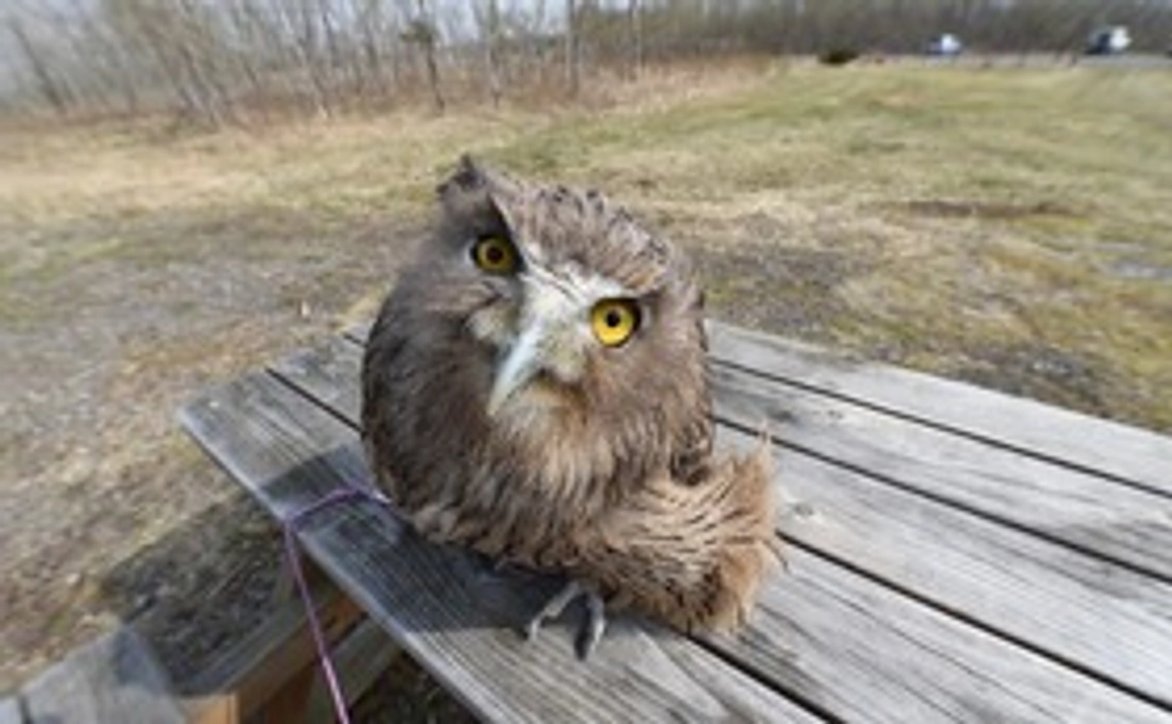 ポストカード 限定Ver. 3枚セット