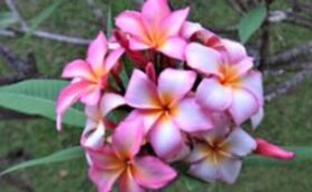 豪華なリターン不要。戦没輸送船探索の応援コース1