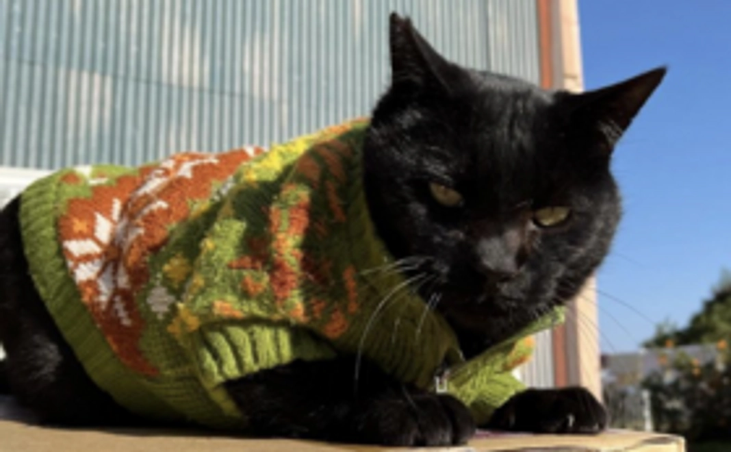 毎月5,000円応援コース