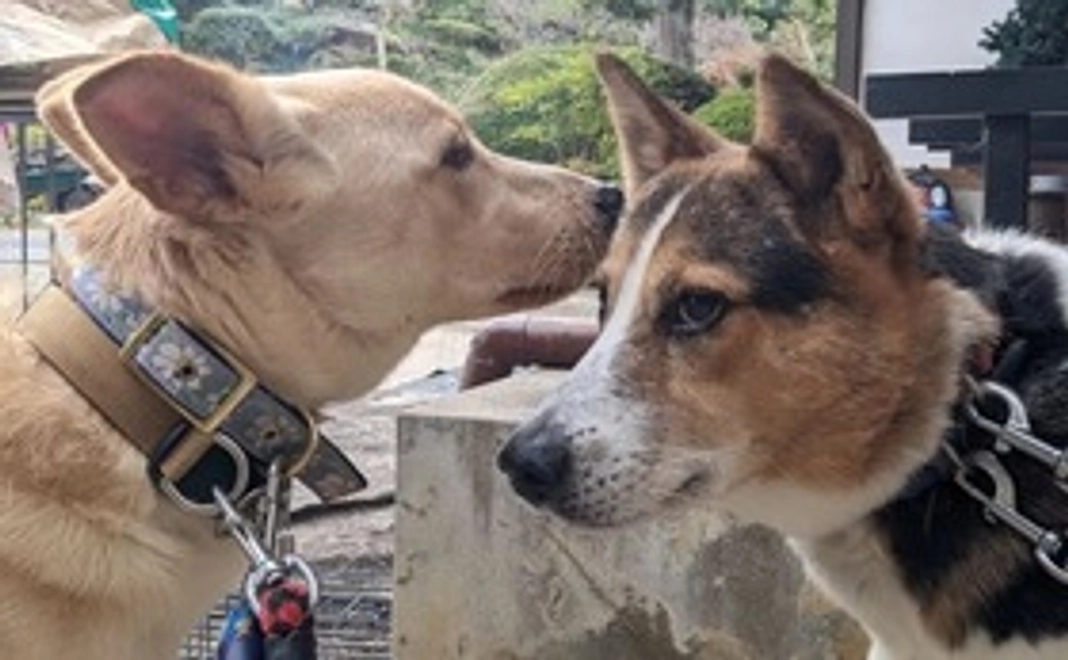 毎月1000円応援コース