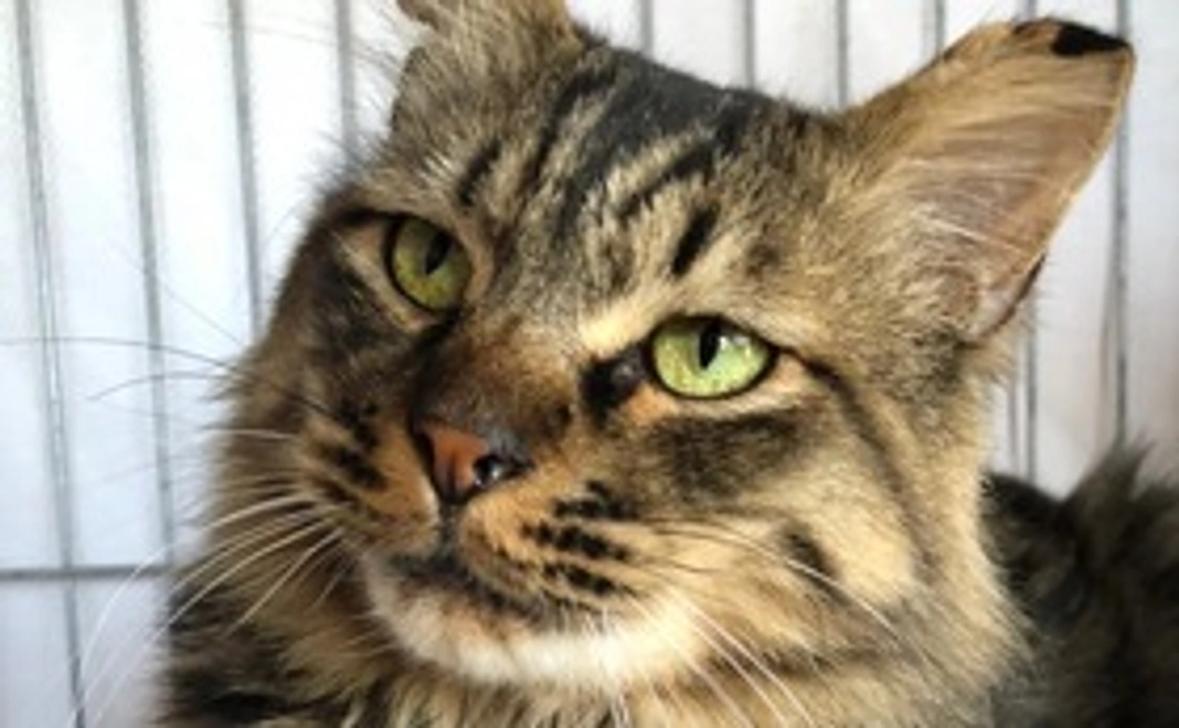 毎月3,000円応援コース