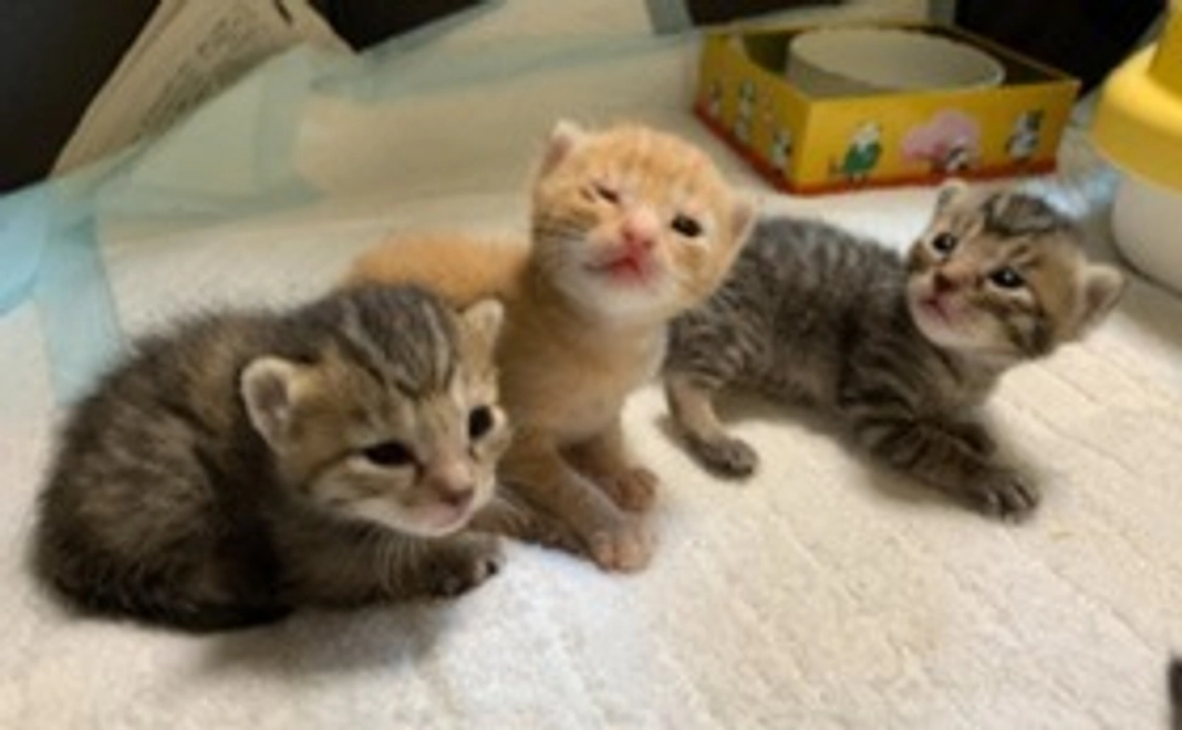 毎月3,000円コース