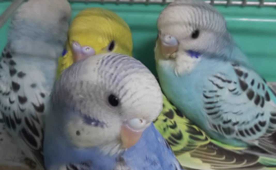 5000円コース〜保護インコ動物生活応援支援