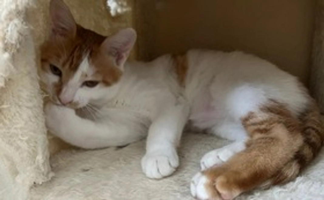 3千円/応援コース