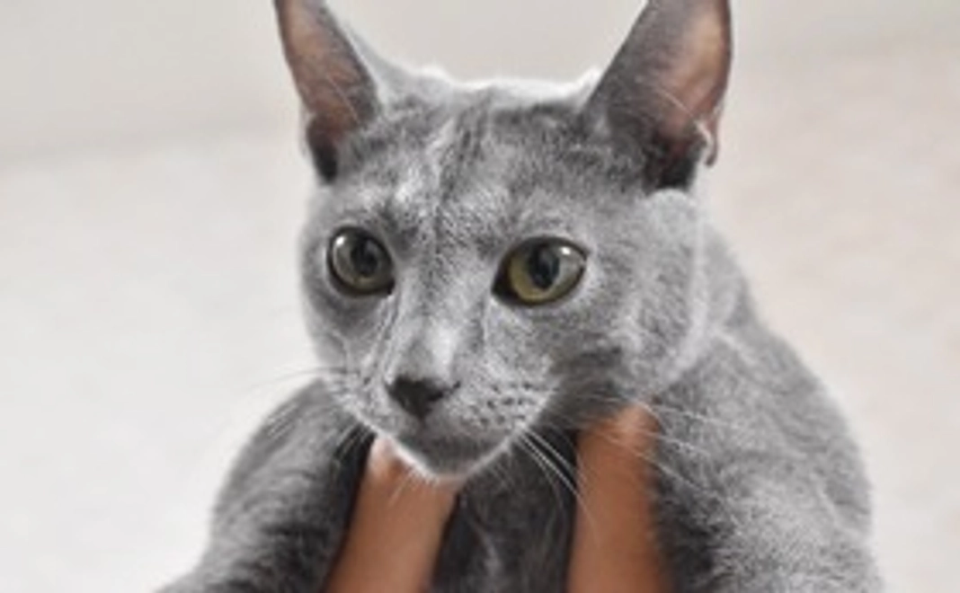 フェル応援コース（リターン不要3000）