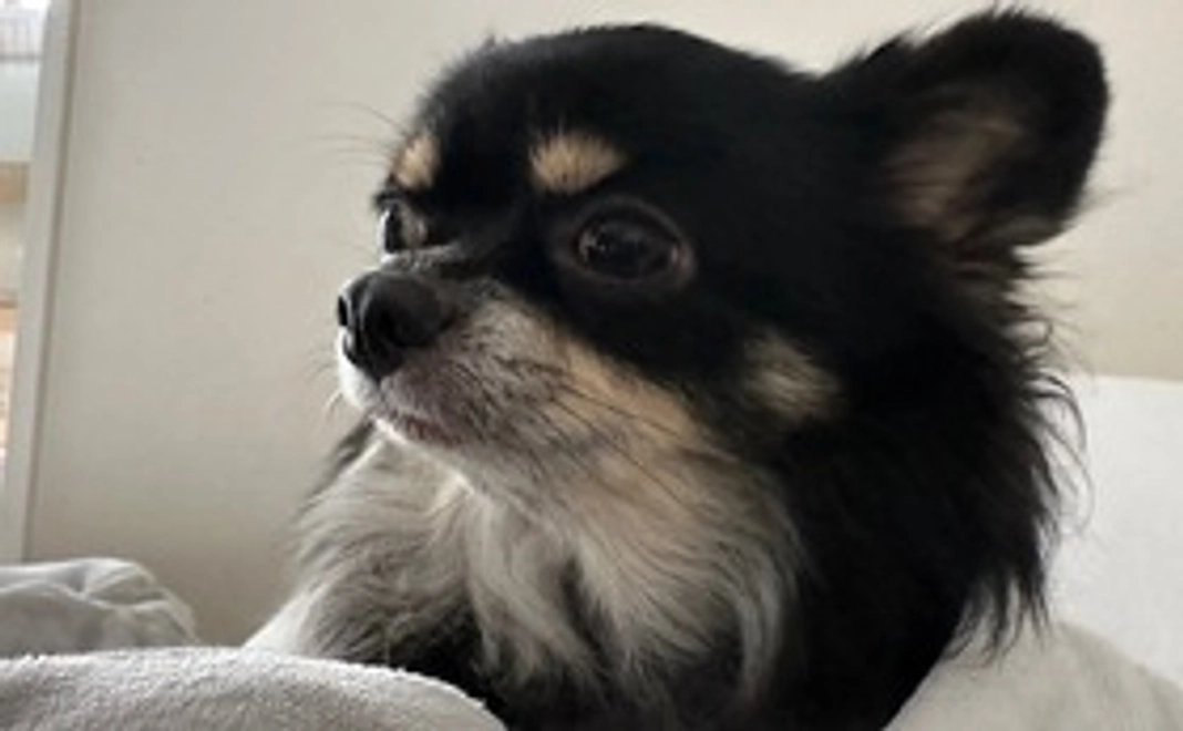 レンへのご支援(リターン不要の方)