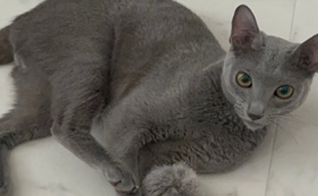 フェル応援コース（リターン不要1000）