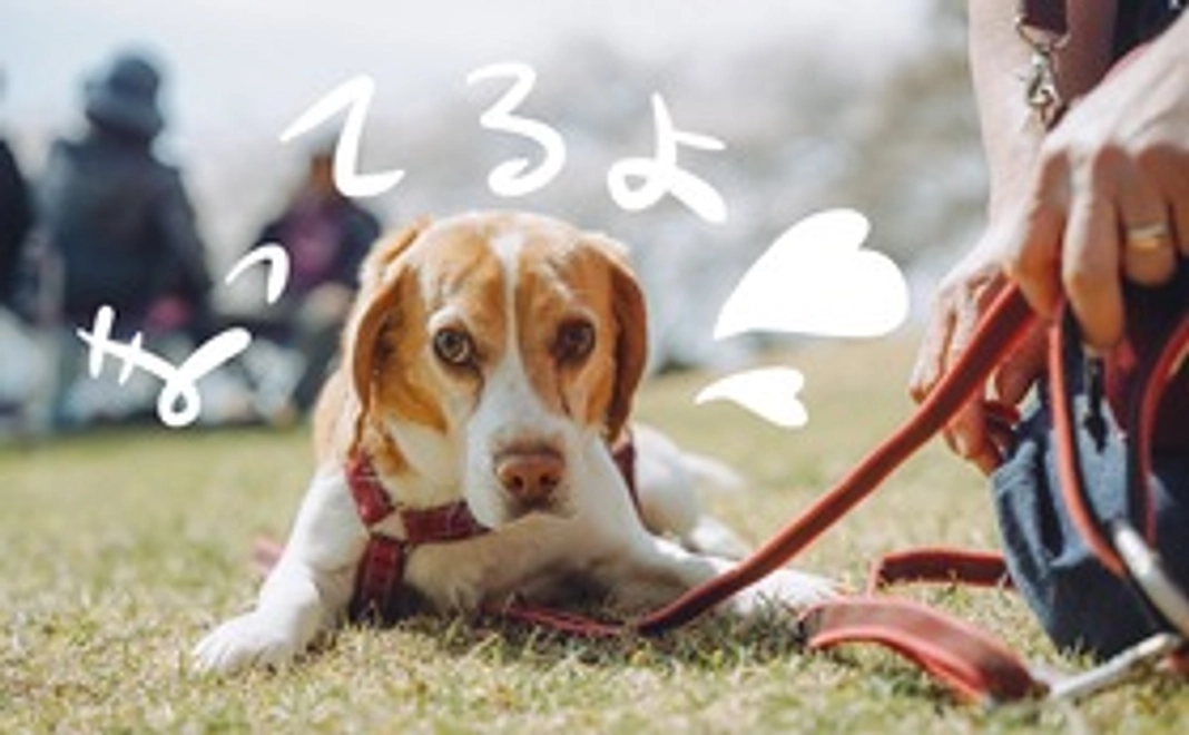 特別なリターンなし　ただただ応援コース　　¥1000〜