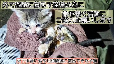 まだ外で過酷に暮らす猫達の命を繋ぐ為の一般社団法人設立のお願い のトップ画像