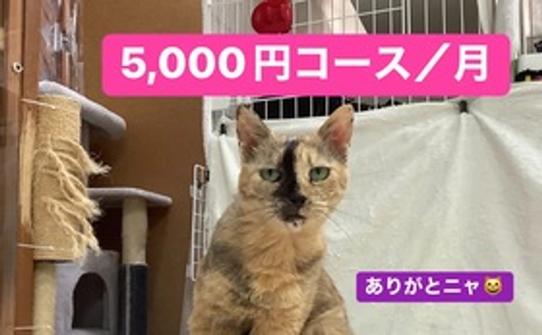 毎月5000円コース