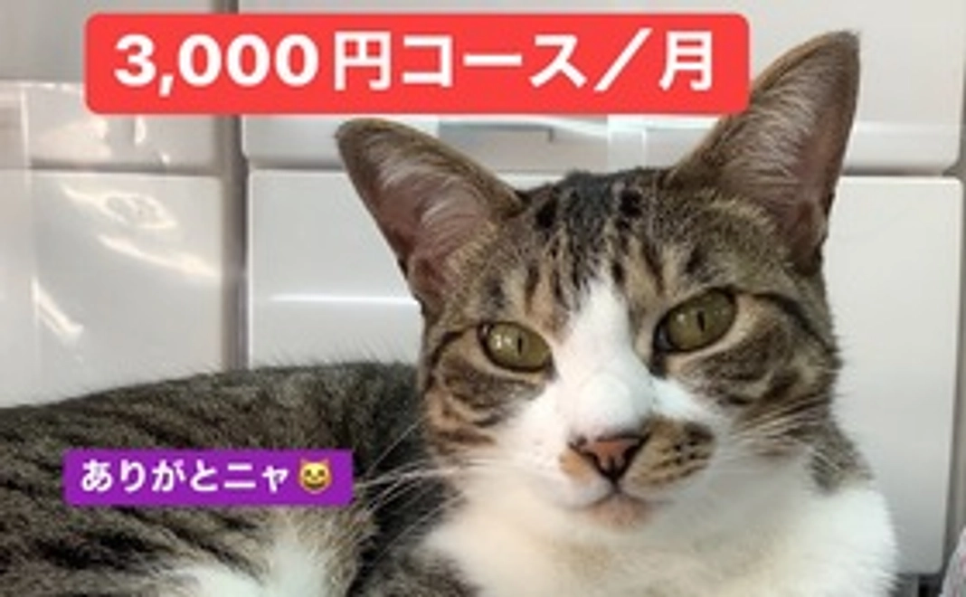 毎月3000円コース