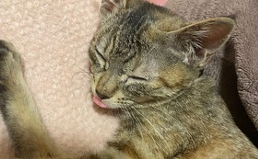 感謝メールを送ります