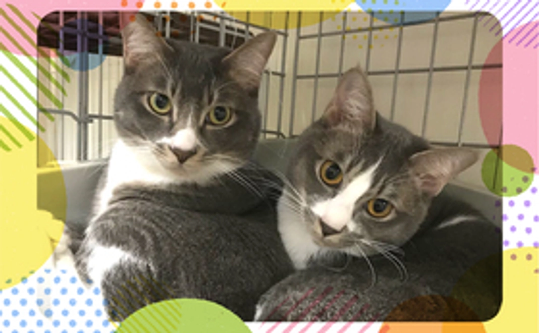 毎月応援！ニャンニャンコース