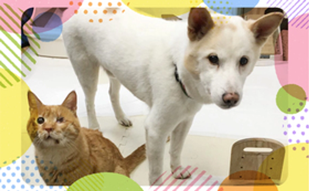 毎月応援！ワンニャンコース