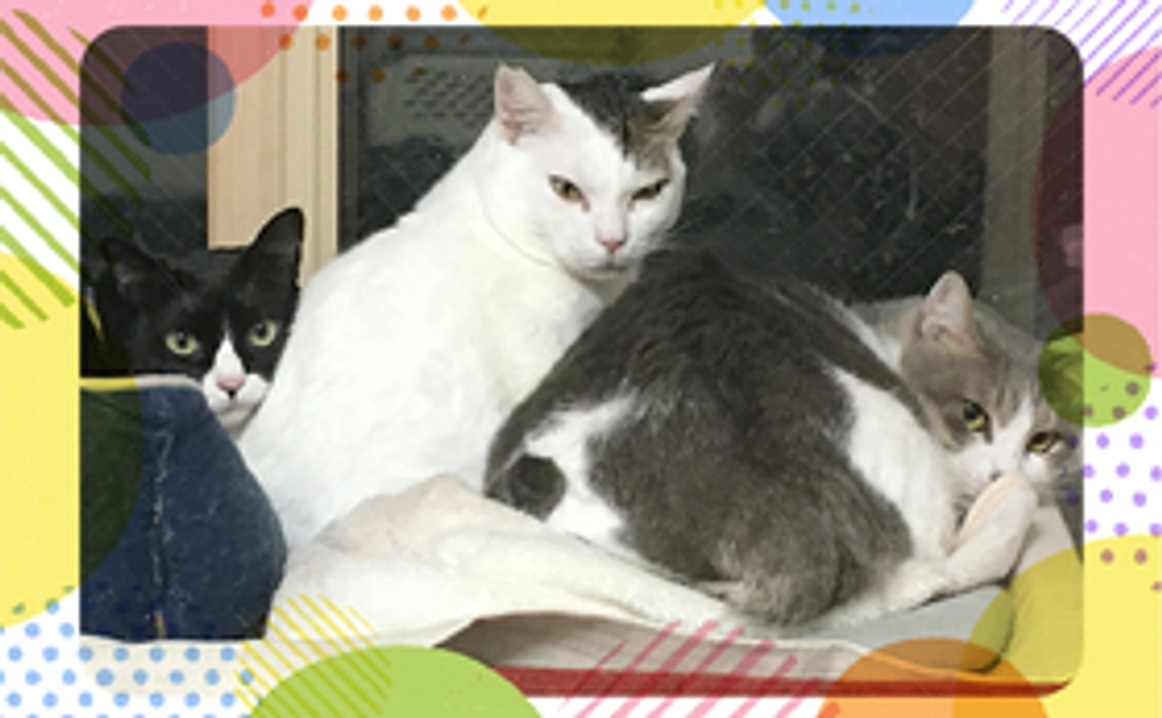 毎月応援！ニャンニャンニャンコース