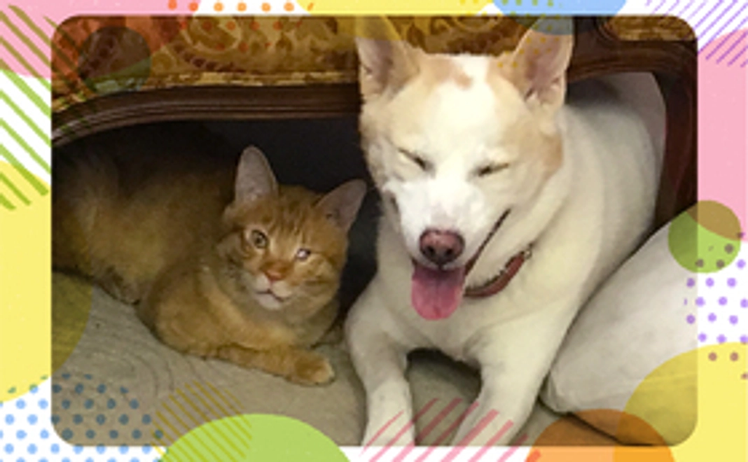 毎月応援！ワンニャン×2コース