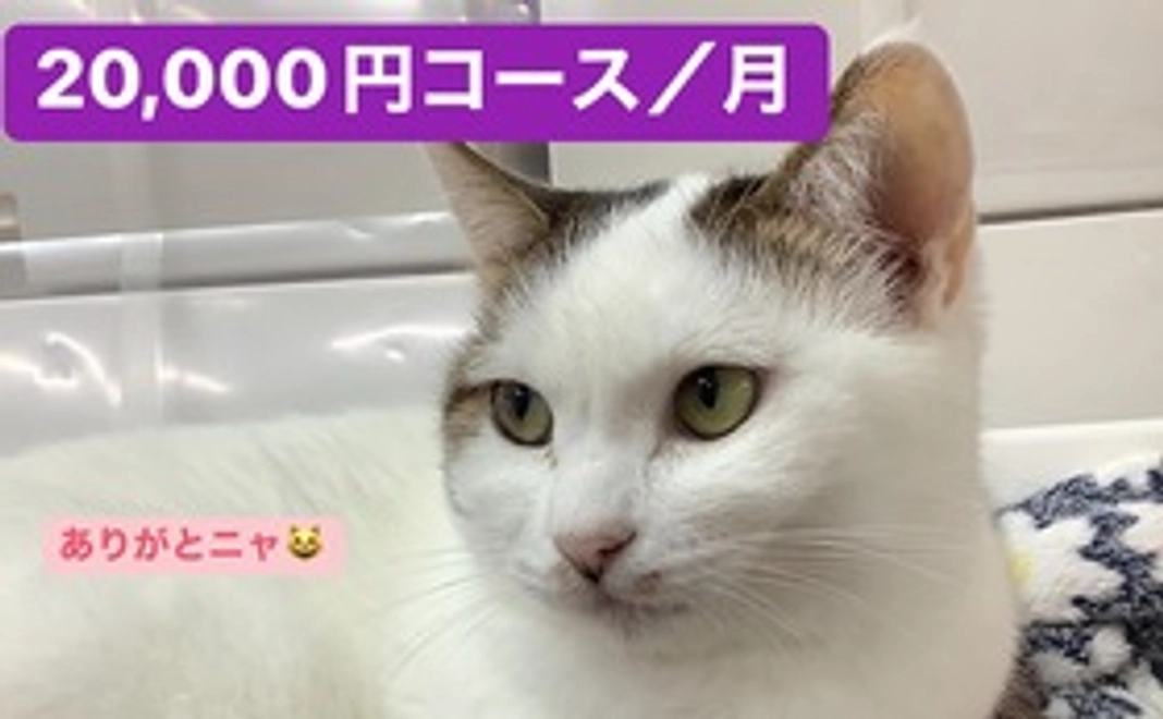 20,000円コース