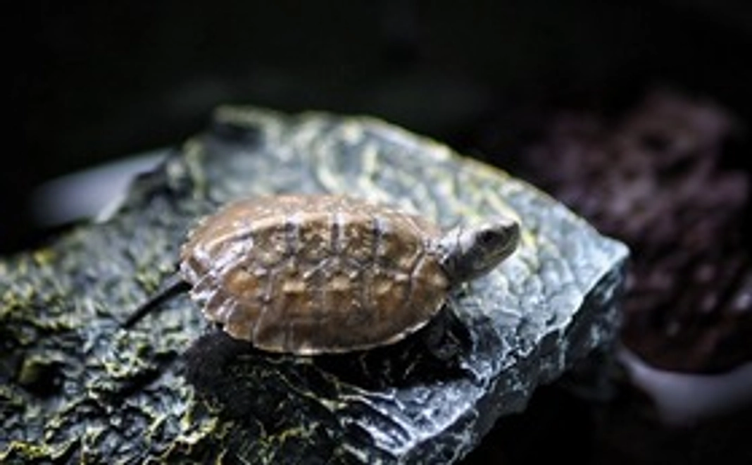 【超お気軽支援コース】この活動を気軽に応援しよう!!