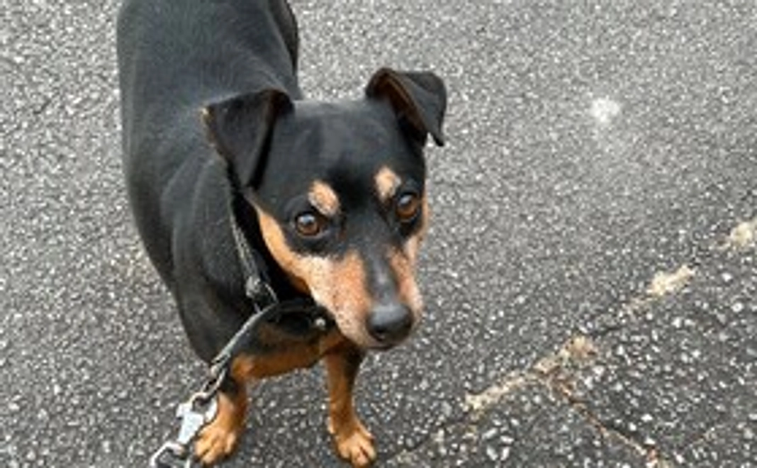 【リターン不要な方向け】おっぽの会応援コース：5千円