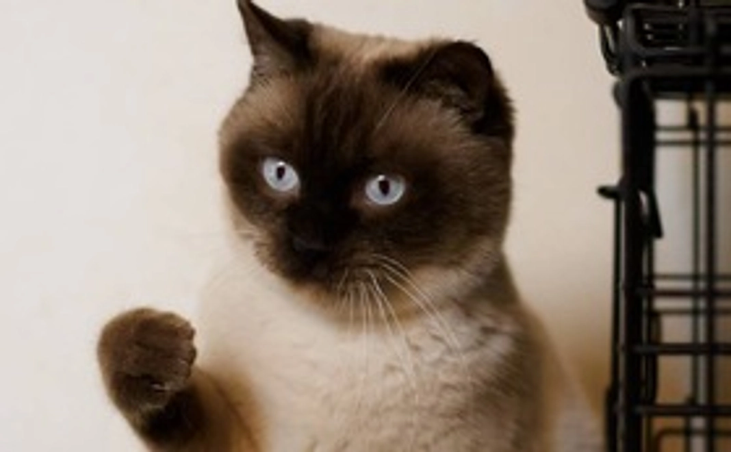 たぬ吉コース|1万円