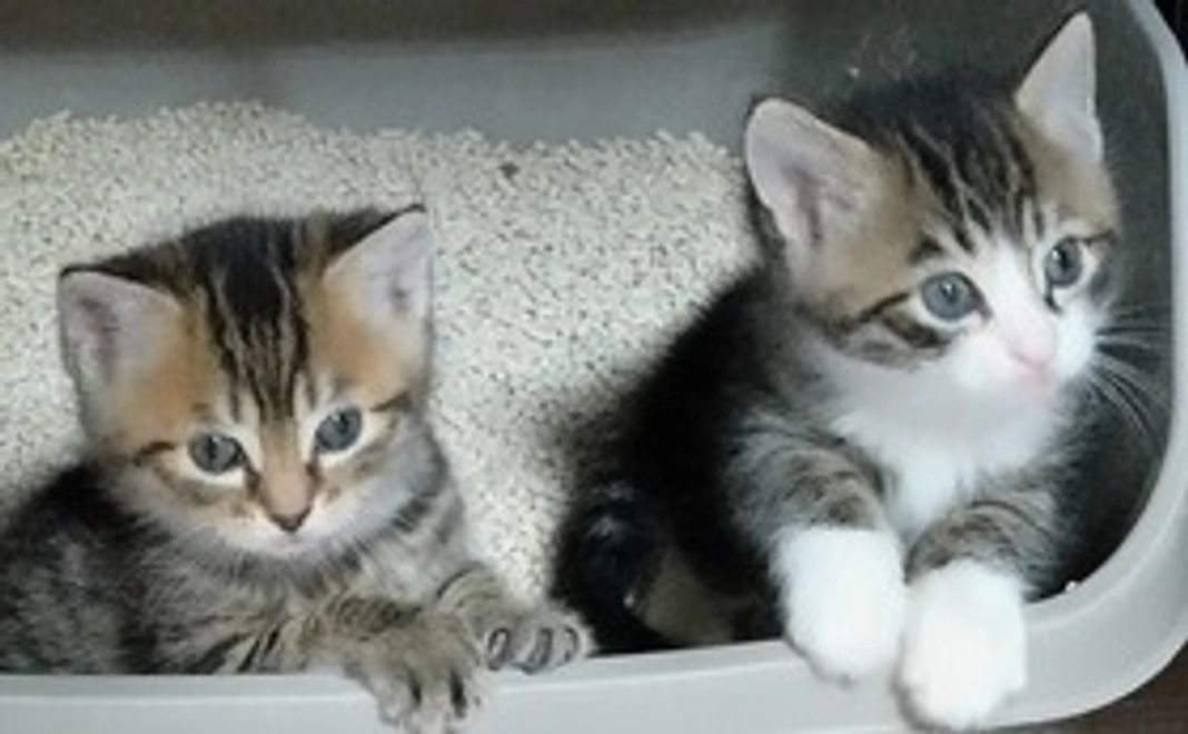 A｜サンクスメッセージコース