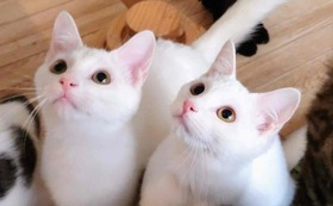 B｜猫ちゃんたちからのありがとう｜1万円