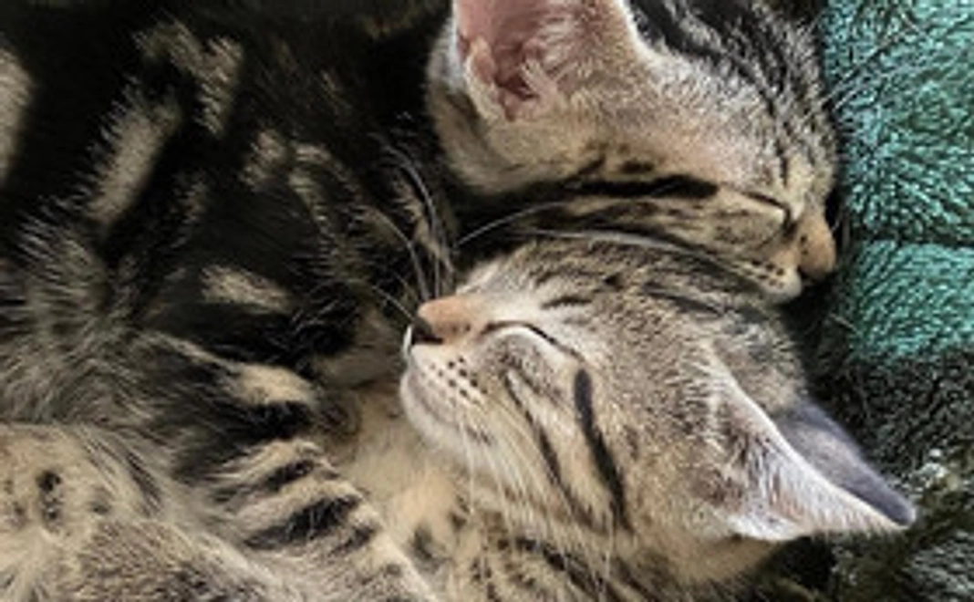 お礼と活動報告メール④