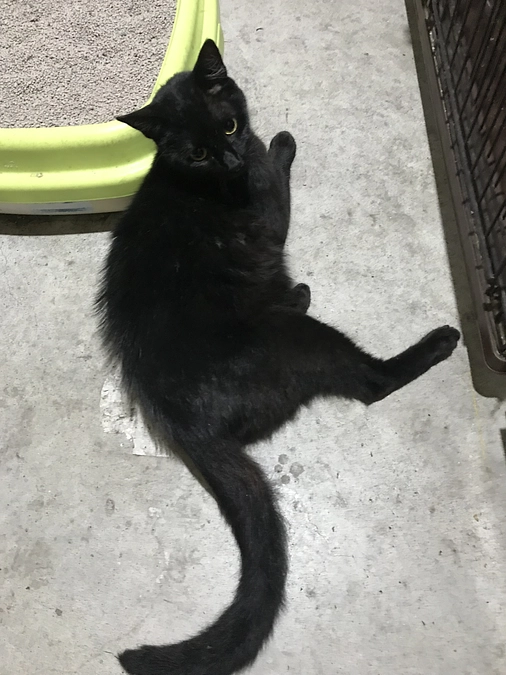 クロちゃん、子供の元へ必死で帰ってきました。