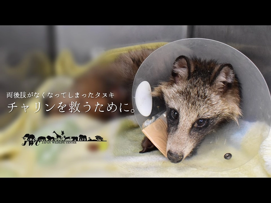 【保護情報】両後肢がちぎれていたタヌキ“チャリン”