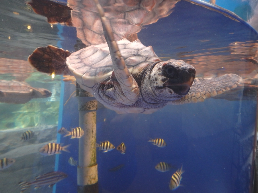 【本日最終日！】あたたかい応援をありがとうございます！