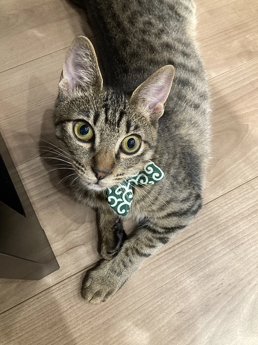 しらす病状経過④