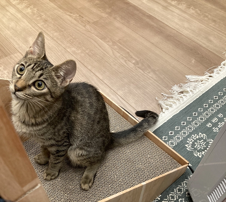 しらす病状経過③