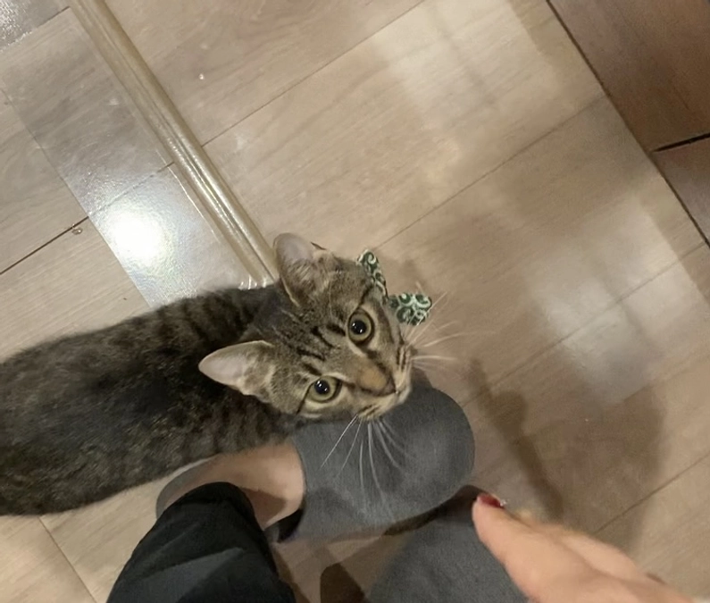 しらす病状経過⑤