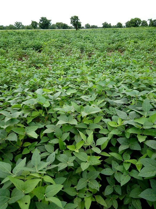 ガーナ農地プロジェクト:これまでの経過と新しい展開