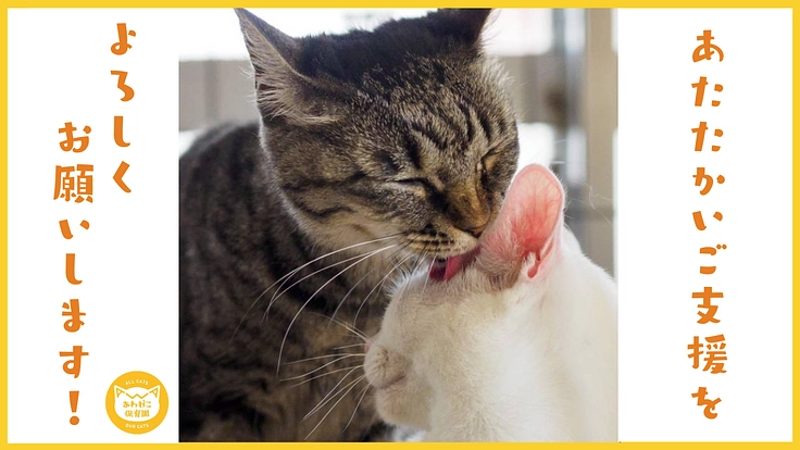 阿波の猫の殺処分ゼロを目指して。念願の開放型シェルター実現へ! 7枚目