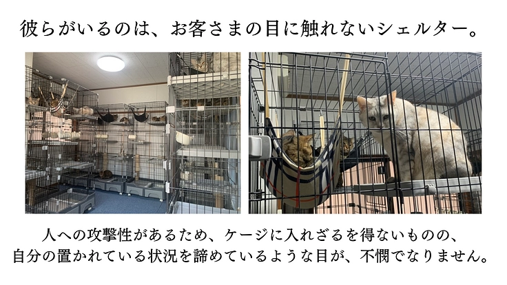 149匹保護から2年半。シェルター増築で、人馴れしない猫にも幸せを 6枚目