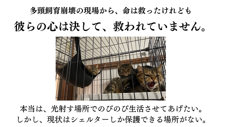 149匹保護から2年半。シェルター増築で、人馴れしない猫にも幸せを 7枚目