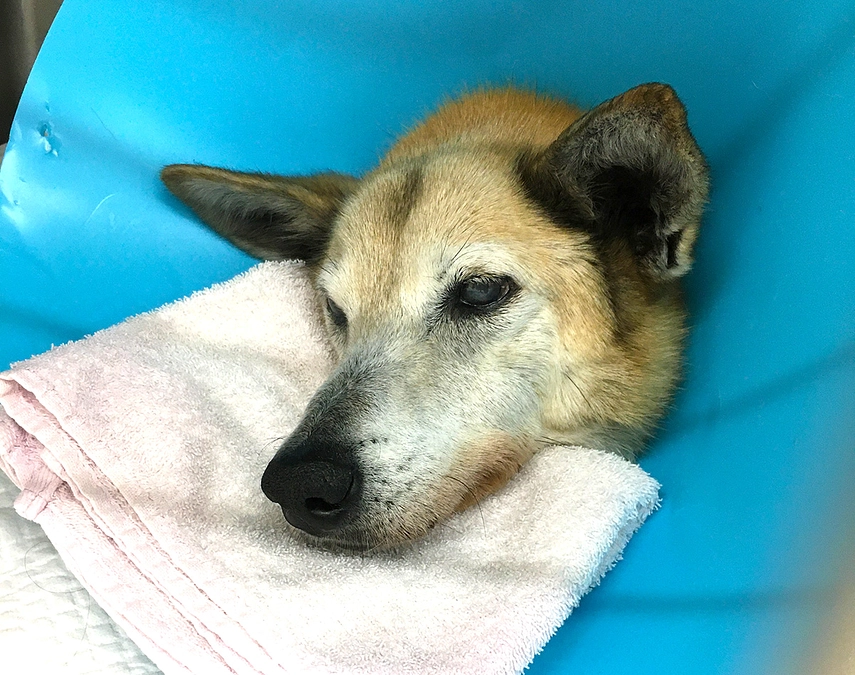 胃拡張になりやすいチェリー　〜 チェリー闘病記録１ 〜