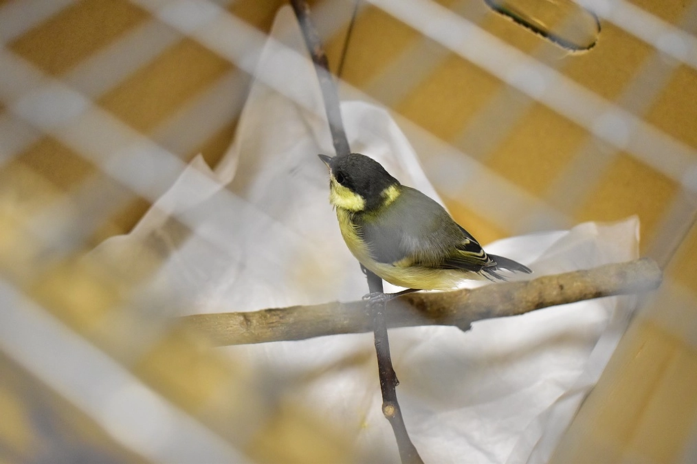 【保護情報】高校で保護されたシジュウカラの巣立ち雛