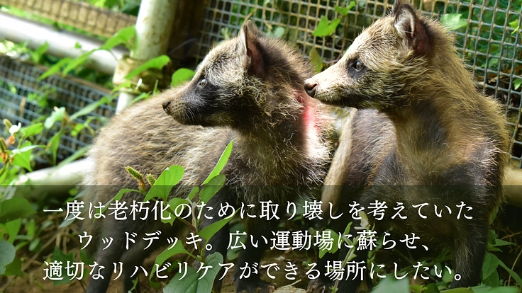 傷付いた野生動物達を救う。運動場を増設し適切なリハビリケアの実現へ 4枚目