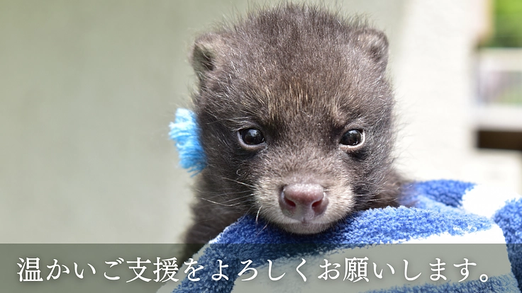 傷付いた野生動物達を救う。運動場を増設し適切なリハビリケアの実現へ 6枚目