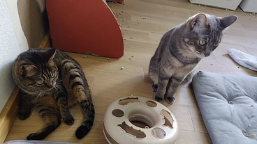 親子で保護！20匹＋1匹保護猫の飼育費修繕費のご支援お願いします のトップ画像