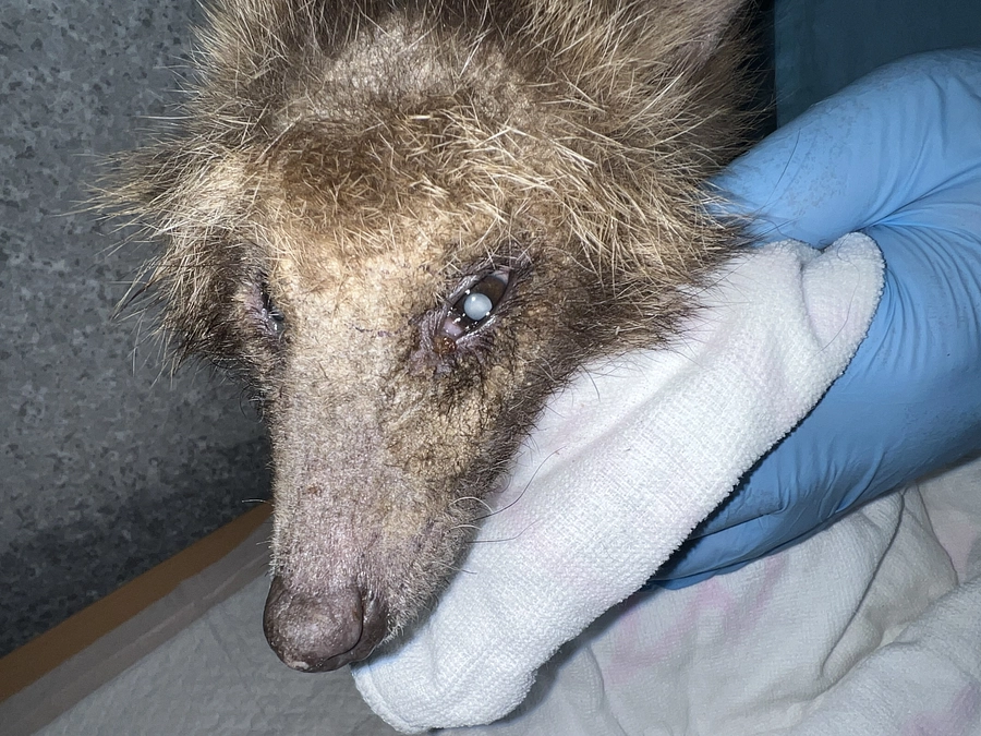 【保護情報】高齢の疥癬症のタヌキ