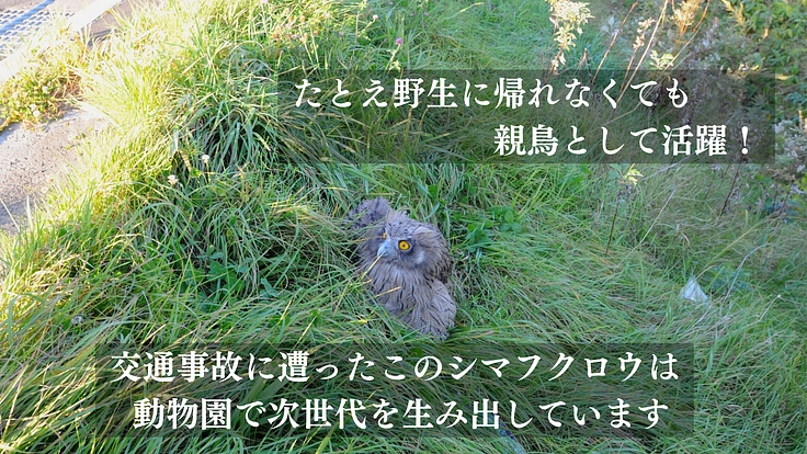 傷ついた希少猛禽類の命を全力で救い、より良い共生社会を目指したい！ 8枚目