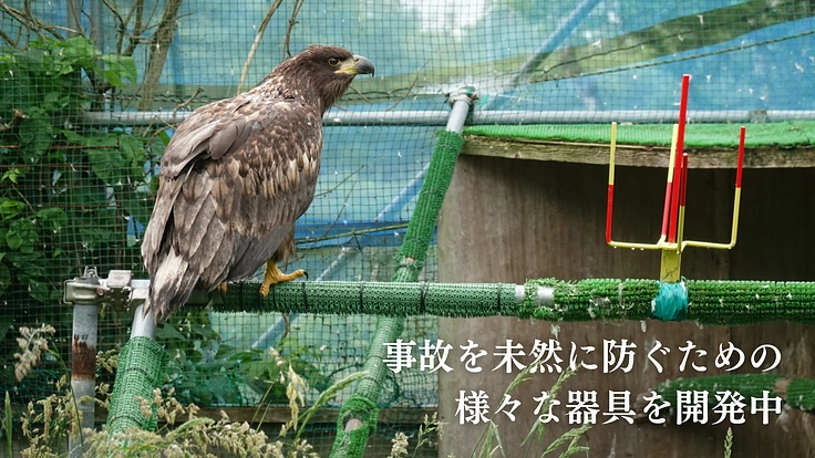 傷ついた希少猛禽類の命を全力で救い、より良い共生社会を目指したい！ 9枚目