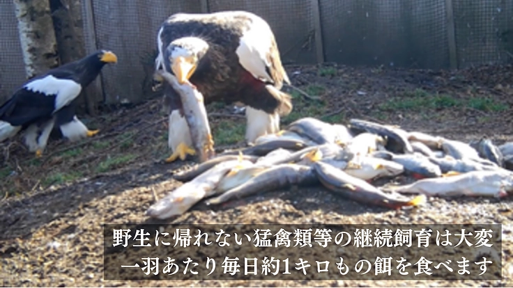 傷ついた希少猛禽類の命を全力で救い、より良い共生社会を目指したい！ 10枚目